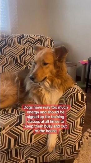 Frank is a big supporter of PetSmart training classes for all the dogs out there 🤣#petsmarttraining