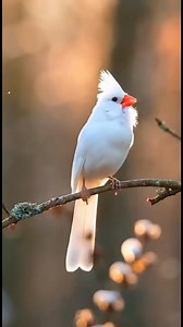 "A rare blessing of nature—the song of the white cardinal." #cardinalloverfanspage #CardinalBird #RedCardinal #CardinalLove #CardinalVibes #CardinalBeauty #CardinalMoment #CardinalSpirit | Cardinal Lover Fans Page