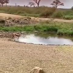 44K views · 831 reactions | Gazelle jukes lioness into Oblivion | Raw and savage. | Facebook