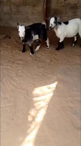 4.5K views · 50 reactions | This is one of the best female goat breeds.They are very strong, resist disēasēs, and often give birth to many kids easily. #alhajiyunuslivestock #BalamiRam | Alhaji Yunus Livestock | Facebook