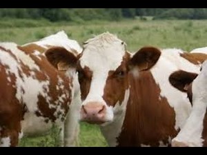 ASMR Mistress Puts You Into Cow Space (F4A) #PetPlay #CowPlay #RolePlay