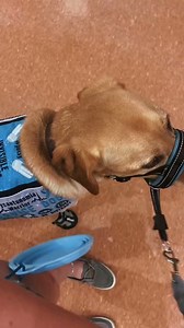 Please stop petting my service dog without asking