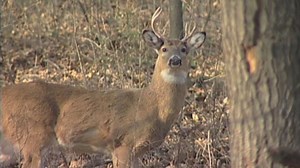 Young hunter gets 2 deer in 1 shot on first hunt