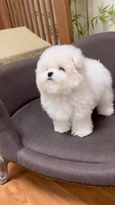 46K views · 2.3K reactions | Cutest Bichon Puppy  | Puppies Club | Facebook
