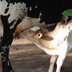 Cow Feeding Calf To Drink her Milk - Cow Videos For Children | Daily Reptile