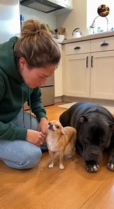 2.4M views · 84K reactions |  hahaha “© Oy One – AI Original” “Oy One – Do Not Copy” “Oy One – All Rights Reserved” #chihuahua #rottweiler #USAanimals #usreels #animallover #brunoandprincess #funnypets #OpticalIllusionRug #PetComedy #viralpets #PetReactions #princessthechihuahua | Oy one | Facebook