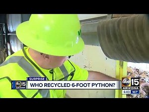 6-foot python found at recycling plant