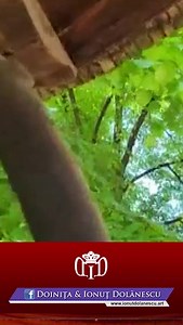 Maria Ciobanu - Bate ceasul, vremea trece... | Maria Ciobanu Official