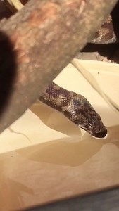 1.2K views · 54 reactions | Lucy the spotted python, takes a drink. Ths isn't modified and is her actual speed. Thanks Tahnee :) | Potoroo Palace Native Animal Sanctuary | Facebook