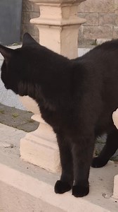 3.1K views · 316 reactions | Arnie asking me to hurry up and take his sunset portrait. It has become a nightly routine. | Liane Radcliffe Photography | Facebook