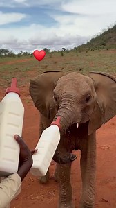 Rescued Elephants at Animal orphanage in Nairobi #wildlife #WildlifeConservation | Trizah pope