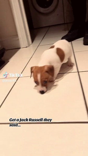 The Adventures of My Jack Russell Terrier