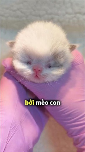 Why do vets open the eyes of newborn kittens? 🤯