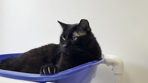 Meet Dash! This beautiful black panther is around 1 1/2 years old and was found as a stray and surrendered to Caring for Cats. He is super friendly and loves to be close to you for pets but he can also be over-stimulated and does occasionally nip to let you know he's had his fill of affection! His goal is to make himself very comfortable cuddled on a warm lap and stay there, giving you lots of hugs with his big paws around your neck. He can also be found ""dashing"" around his room when he gets 