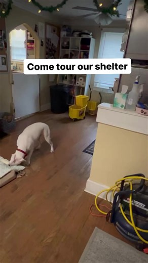 25K views · 529 reactions | We are not your typical shelter and we work very hard to stay that way | Chain of Hope | Facebook