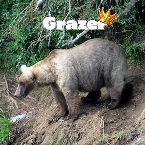 Heavy is the rump that wears the crown. Introducing your Fat Bear Week 2023 champion, 128 GRAZER!! | explore.org