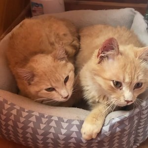 1.5K views · 233 reactions | We received gifts from our Amish construction workers.  | Furball Farm Cat Sanctuary | Facebook