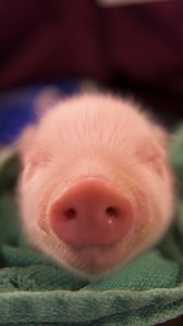 1.3K views · 628 reactions |  One final rest before the fair  | Minnesota State Fair | Facebook