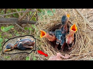 The baby common babbler bird fell down and died || Animals and Birds