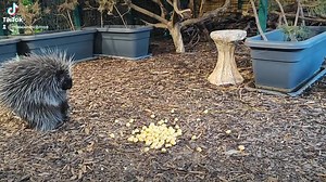 Yoda és Jáde olyan gyorsak, hogy szinte logog a hajuk a menetszélben! 😄♥️☺️ (Észak -amerikai kúszósülök, azaz Ursonok) | MancsRanch - Pécs