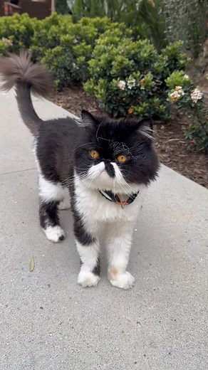 814 reactions · 29 comments | Cyrus’s Love & Kisses  #cats #persiancat | Cyrus | Facebook