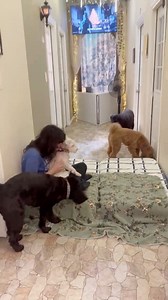 18 reactions | Littles love on The Avenue! | Mount Pleasant Avenue Premier Canine Villas & Spa | Facebook