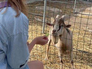 A special day at Golden Donkeys Farm for Quadcode Life. | Golden Donkeys FARM