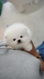 Chanel Extreme teddy bear female #pomeranian is here https://bettysteacuppuppies.com Teddy bear face, ice white thick coat & a short compact body. . . . . . #pomeranian #pompuppy #pomlovers #pomlife #pomeranian_feature #pomlove #pomeranianworld #tcuppuppies #bettysteacups #tcup #fluffydog #whitepuppy #teddybear | Betty Teacup Puppies