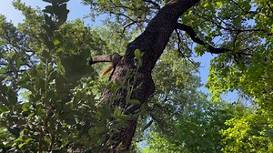 49 reactions | An adult squirrel with head trauma- successfully rehabbed and released back into the wild! Byeeeeeee Killer! | North Texas Wildlife Center | Facebook