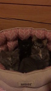 Awwwwwe. | Only Maine Coons Rescue