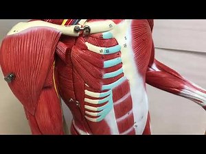 CCC Online Biology Lab - Muscles of the torso model, labeled and unlabeled