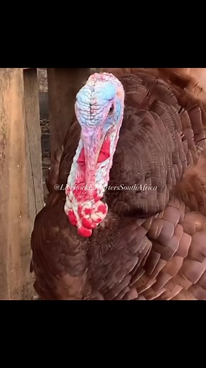 Red Bourbon Turkeys and Blue Slate Turkeys Available Now Livestocks Exporters South Africa #turkeys #Kentucky #kentuckyred #birds #fowlsdays #birdofinstagram #birdsofticktock #birdlovers #love #smiles #funnyvideos #commedy #birdforsale #fyp #fypシ゚viral #crazybirds #farming #farmlife #farmbirds #forsale #forsalenow #Available #availablenow #champion #birdlovers #birding #birdie #flying #adorable #cute #cutebirds #birdeggs #chicks | Livestocks Exporters South Africa