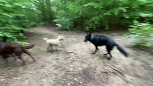 48 reactions | Wet Wednesday! ️ Maple, Charlie, Zeus, Daisy, Brig, Smokey, Teddy, Mellie, Teddy, George, Apollo, Magnus, Luna, Gigi, Cassius, Grady, Naxos, Bingo, Meadow, Millie, Dasher, Teddy & Samba  | Active Dog LLC | Facebook