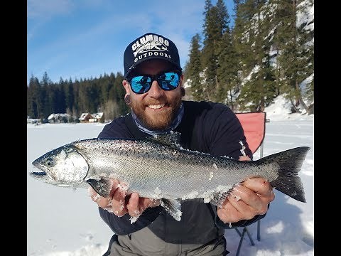 North Idaho Chinook salmon through the ice.
