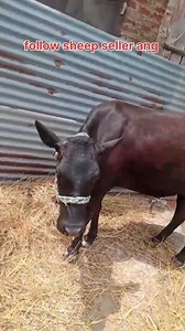 7889589320 Asalamualaikum hope all friends are fine. ist lactation pregnant hiefer 9th month pregnant is looking for new home at BARAMULLA. 5 days left for delivery Call him for more details 7889589320 @topfans #heifer #video #post Follow sheep seller ang For ADD PROMOTION CONTACT 77808 37312 Thanks to all brothers who support 🙏 ❤️ 💙 💕 | sheep seller ang