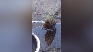 118K views · 482 shares | Paul Howe received a visit from a hot bird at his back door, so decided to give it a drink to help out. | BBC Manchester | Facebook