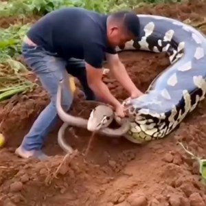 262K views · 1.2K reactions | The moment millions of gold coins were found. | The Best Archaeologist | Facebook