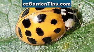 Come uccidere gli insetti negli orti 🌱 Consigli Giardinieri - It.ezGardenTips.com