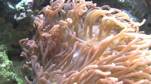 「水中で静かになびくアネモネ植物」の動画素材（ロイヤリティフリー）253633 | Shutterstock