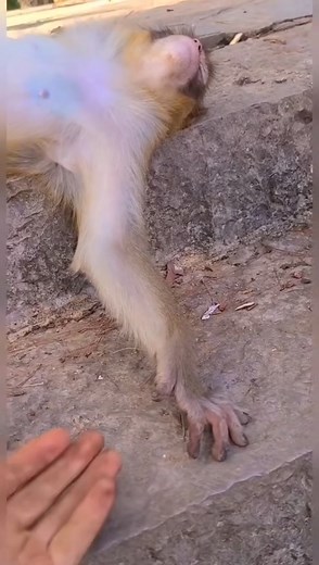 sleepy monkey | MonkeyLo️
