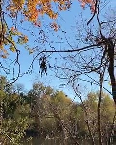 Mallard hunt | Pakistani Hunters