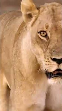 The Nsefu Pride: A Force to Be Reckoned With! | Love Nature