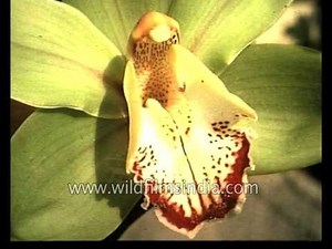 Flowers of Sikkim Himalaya