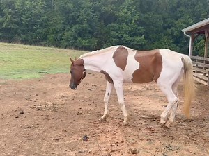 HENRY 7/19/24: I honestly don’t see any difference in him from yesterday. 💔 Pain meds can only do so much. 🥲 Until we find the root of his problem and treat it, I’ll be shocked if we see any significant improvement. I cannot wait for Tuesday afternoon! Fingers crossed that Dr. T will find a fixable problem for our sweet Henry. 🫰🏼💝 | Frog Song Farm Sanctuary