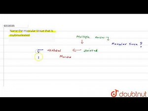 Name the muscular tissue that is multinucleated