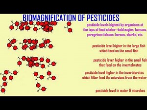 DDT, EAGLES, & BIOMAGNIFICATION