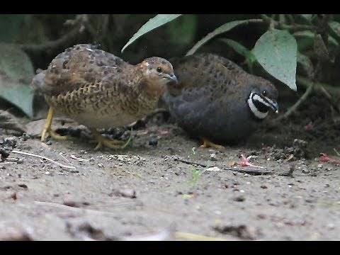 高雄市的小鵪鶉（2014-06-11）