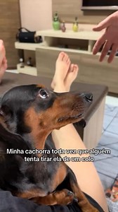 ❤️❤️ ©unknown #dog #dachshund #reel | Sally F.Johnson