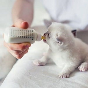 ¿Cómo Alimentar a un Gato Recién Nacido? ▷➡️ Postposmo