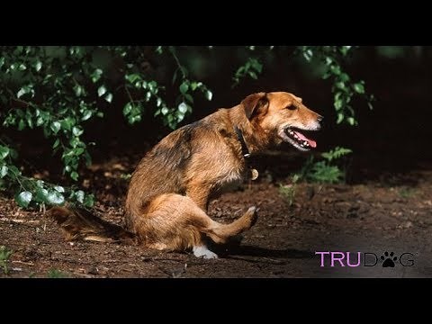 How To Manage Long Haired Dogs With "Poop Butt"